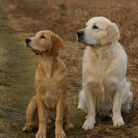 How to simply remove the snow from your dog's paw - Golden Retriever Club