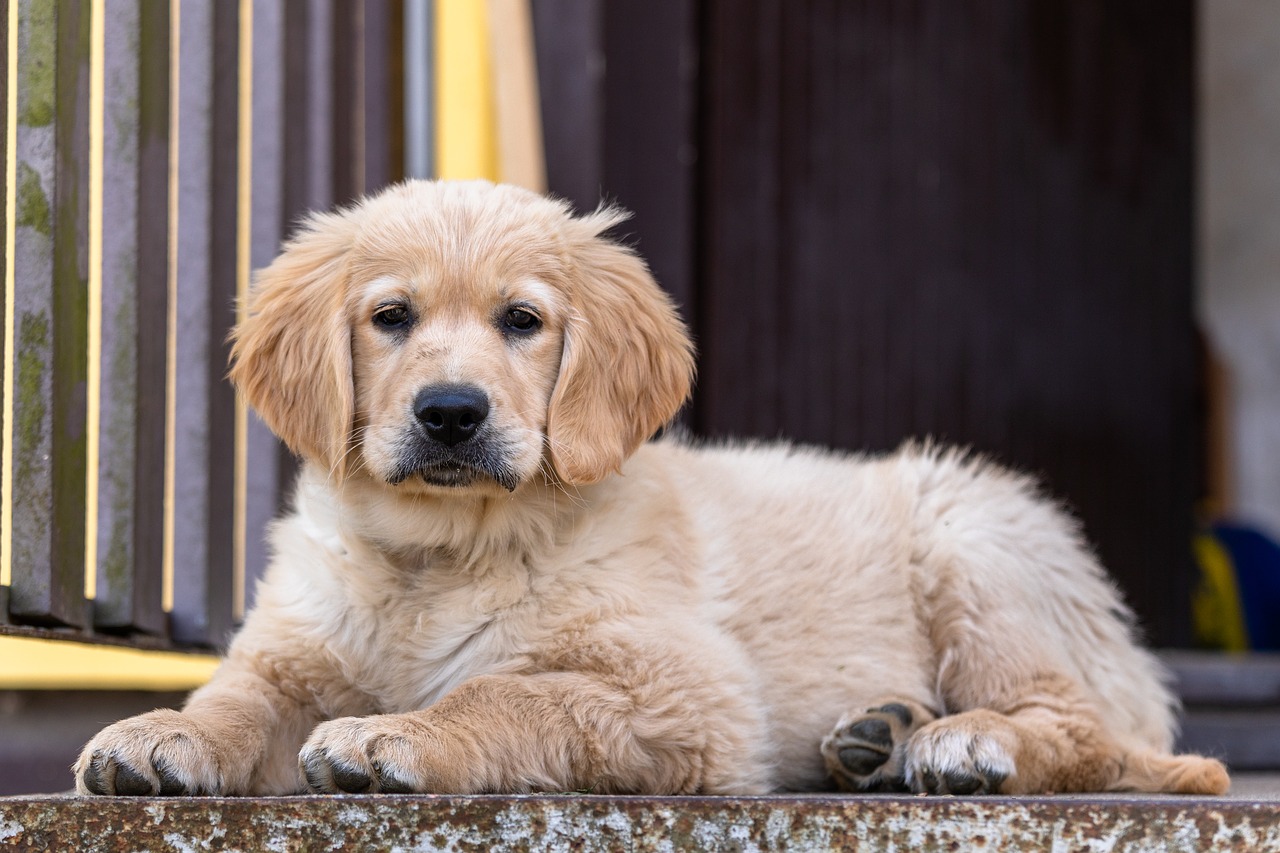 How Much Does A Golden Retriever Cost