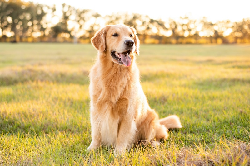 Picture of a Golden retriever and its beautiful coat in order to answer the question 