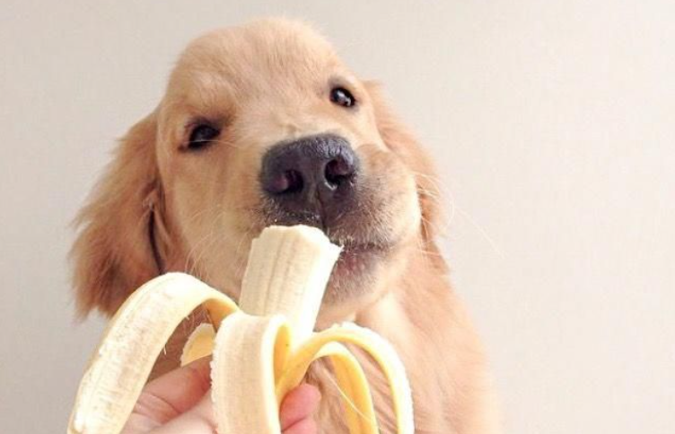 Golden retriever eating a banana