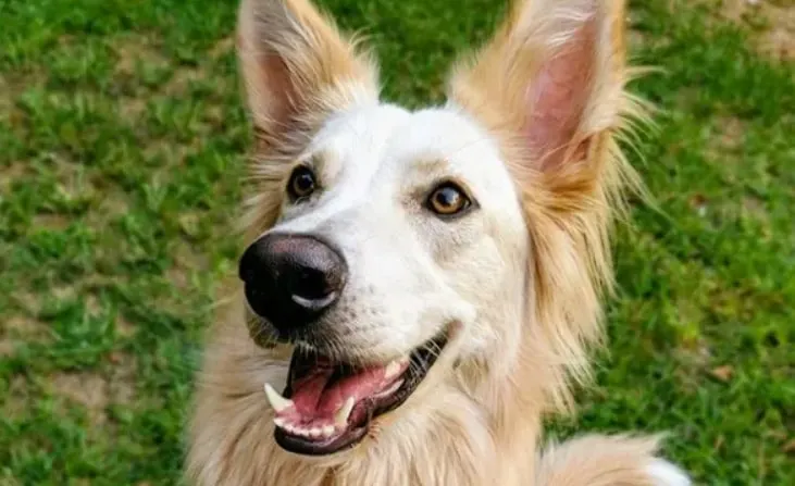 A GDS Golden Retriever hybrid dog