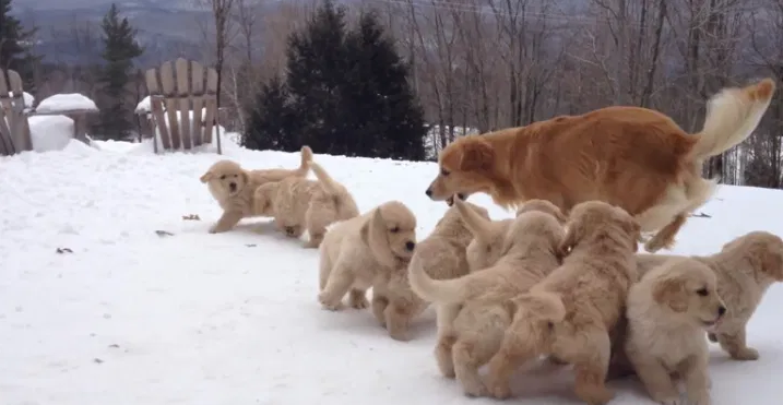 mom playing with goldie puppies