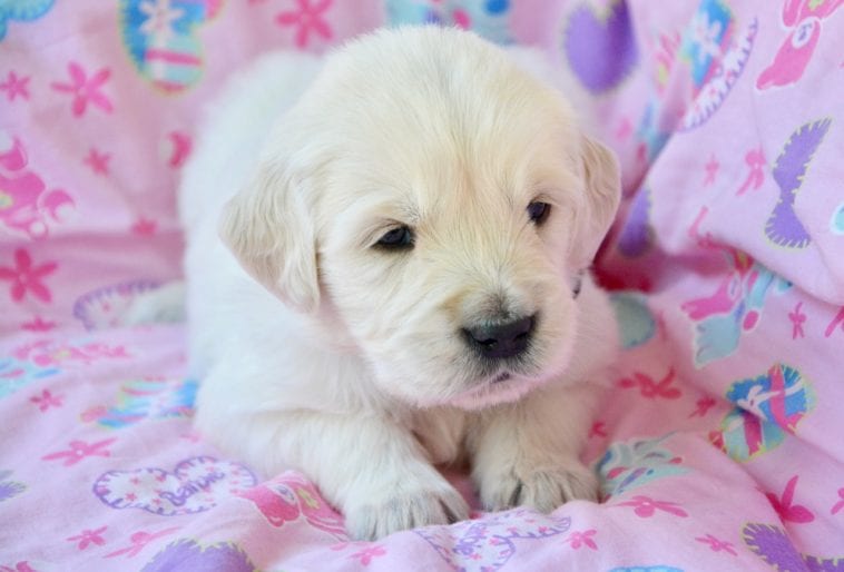 How Much Is A Golden Retriever Puppy? - Golden Retriever Club