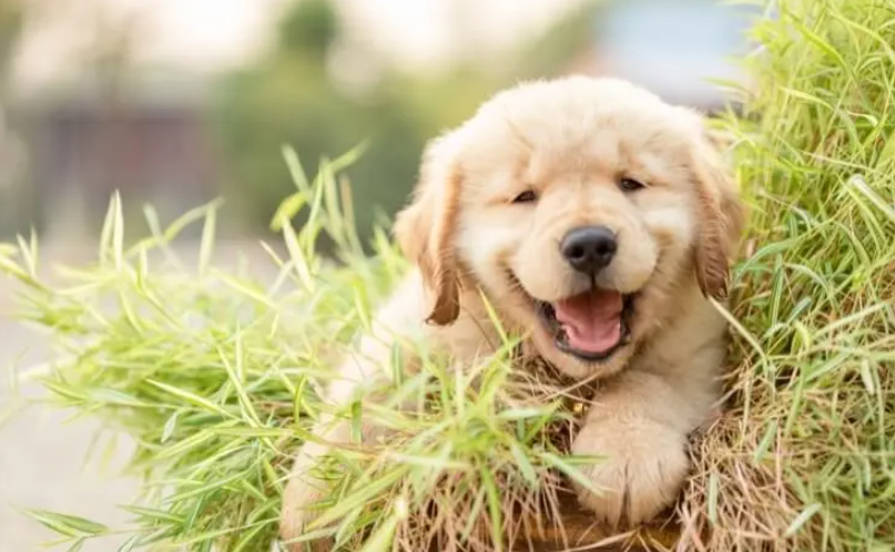 Happy Golden retriever puppy