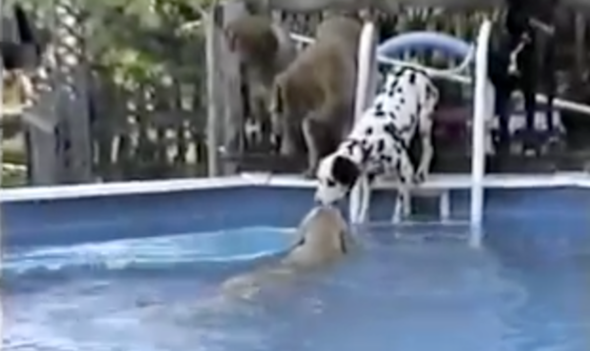 Golden retriever and dalmatian in the pool
