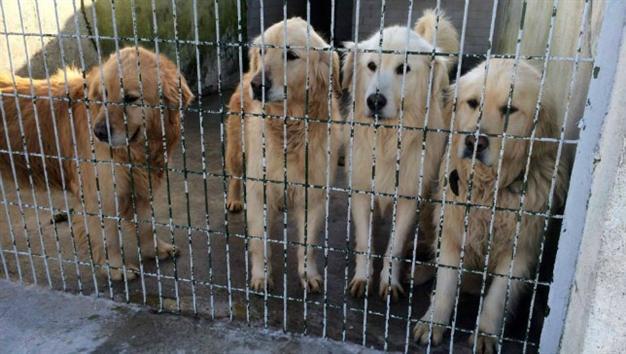 Golden retrievers in a cage in shelter