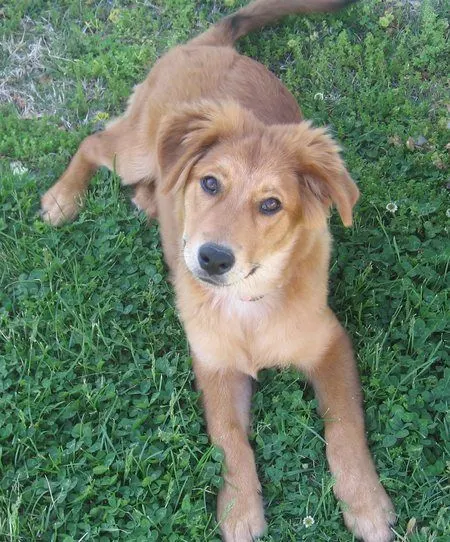 A Gollie lying in the grass looking at the camera