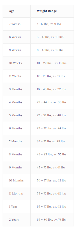 When Do Golden Retrievers Stop Growing: Male Puppy Growth Chart