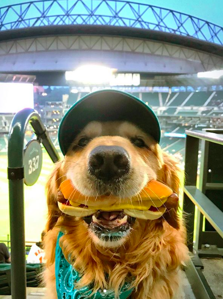 baseball game website with hot dog game