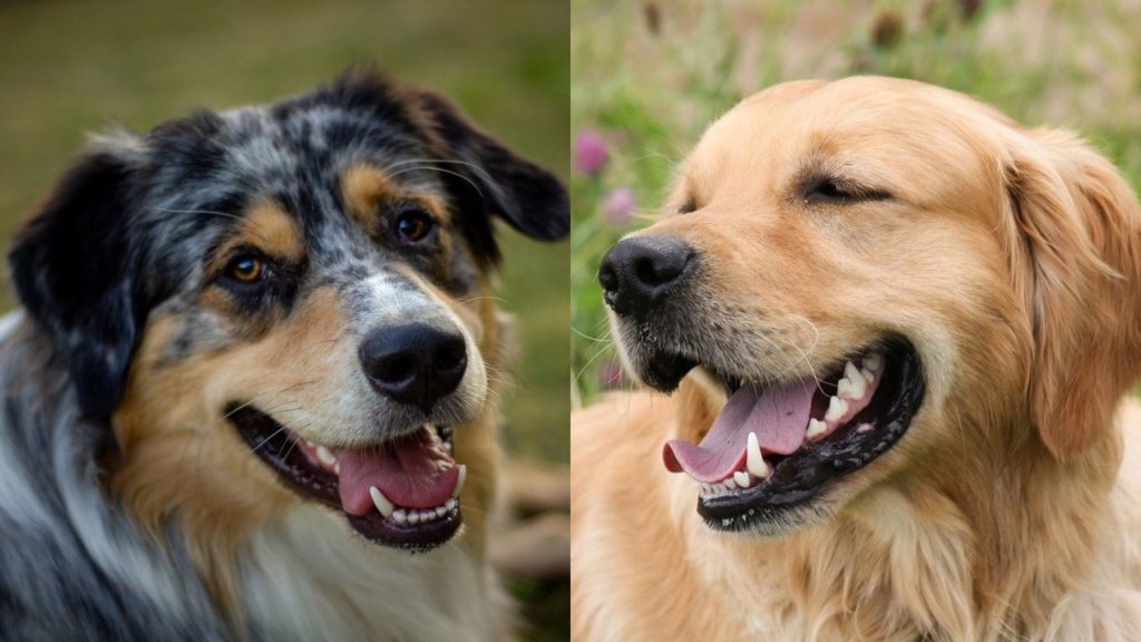 Australian Shepherd Golden Retriever Mix