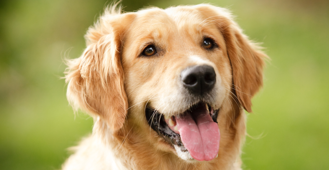 New Research Shows That Golden Retrievers are the Most Popular Dog Breed in Canada