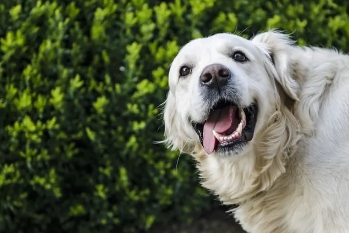 Silly white Golden retriever