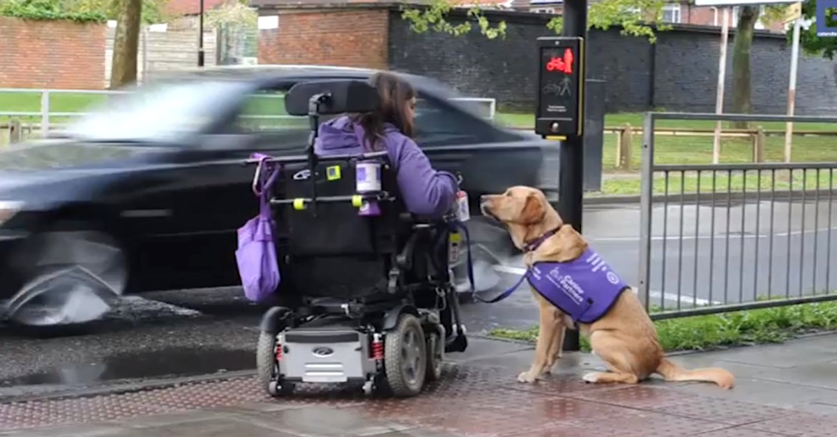 Golden Retriever Takes Care of Disabled Woman