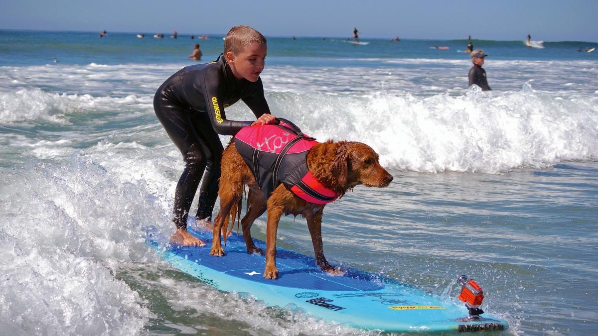 Golden retriever teaching disabled children to surf