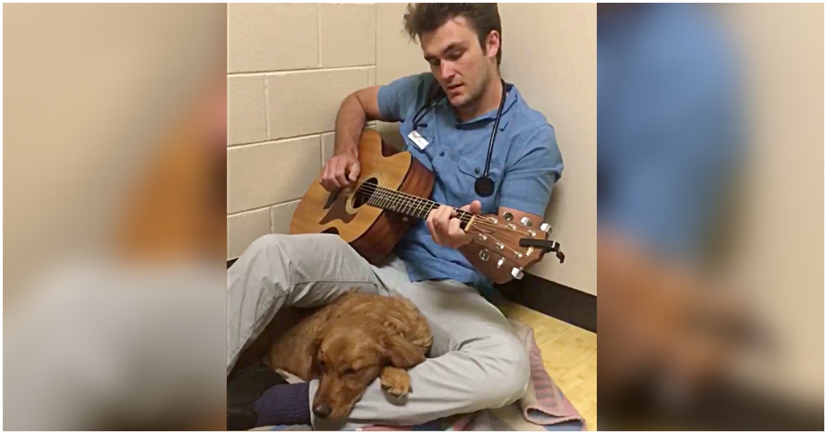 Vet singing and playing guitar for golden retriever