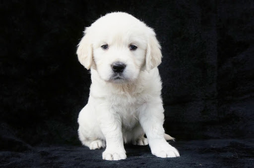 english white golden retriever