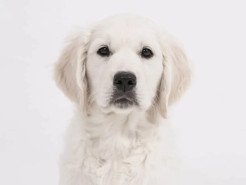 English Cream Golden Retriever or also called white Golden retriever