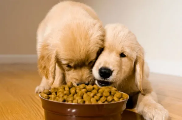 The best food for golden retriever puppy should have proteins and calcium