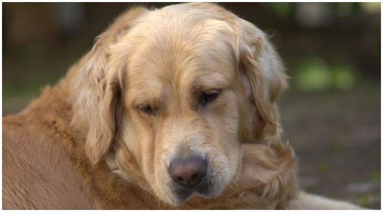 Golden retriever tilting his head to the side seemingly tired