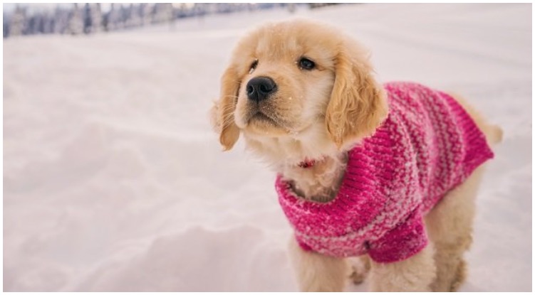 How To Make A DIY Dog Sweater For Your Golden Retriever