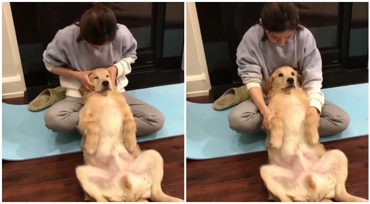 Golden retriever getting a massage by it’s owner