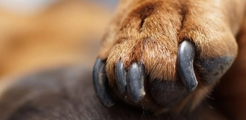 How to stop a dog’s nail from bleeding?
