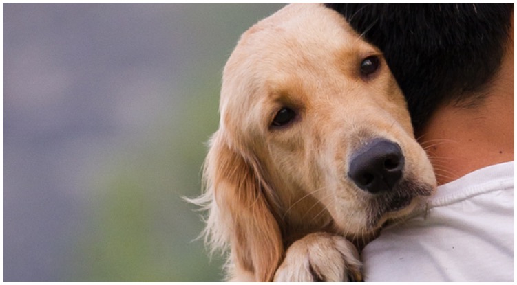 Golden retriever hugging it’s owner while he wonders can dogs smell cancer