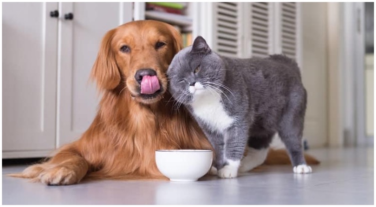 Cat snuggles up to golden retriever unbothered by the question: Are cats smarter than dogs?