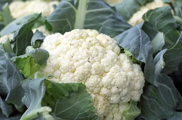 Is Cauliflower safe for dog to eat?