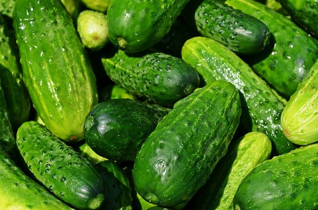 Cucumbers, healthy treats for dogs.