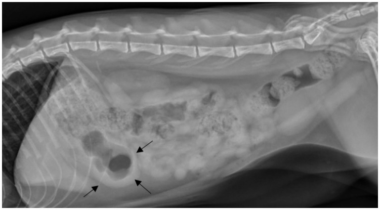 Dog radiographs are a possible way for diagnosing liver cancer in dogs
