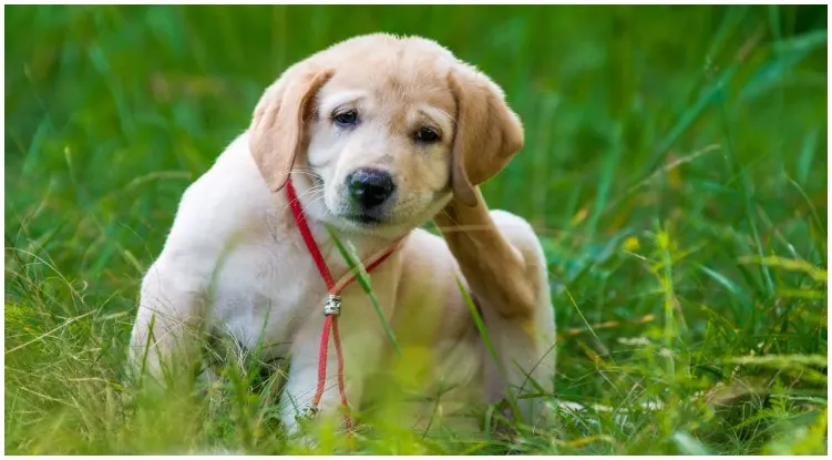 Golden retriever scratching his ear while his owner is wondering which flea medication for dogs is the best