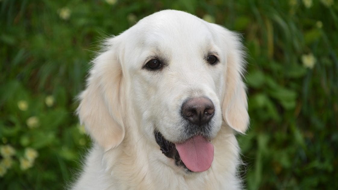 White Golden retriever puppies cost a fortune? - Golden Retriever Club