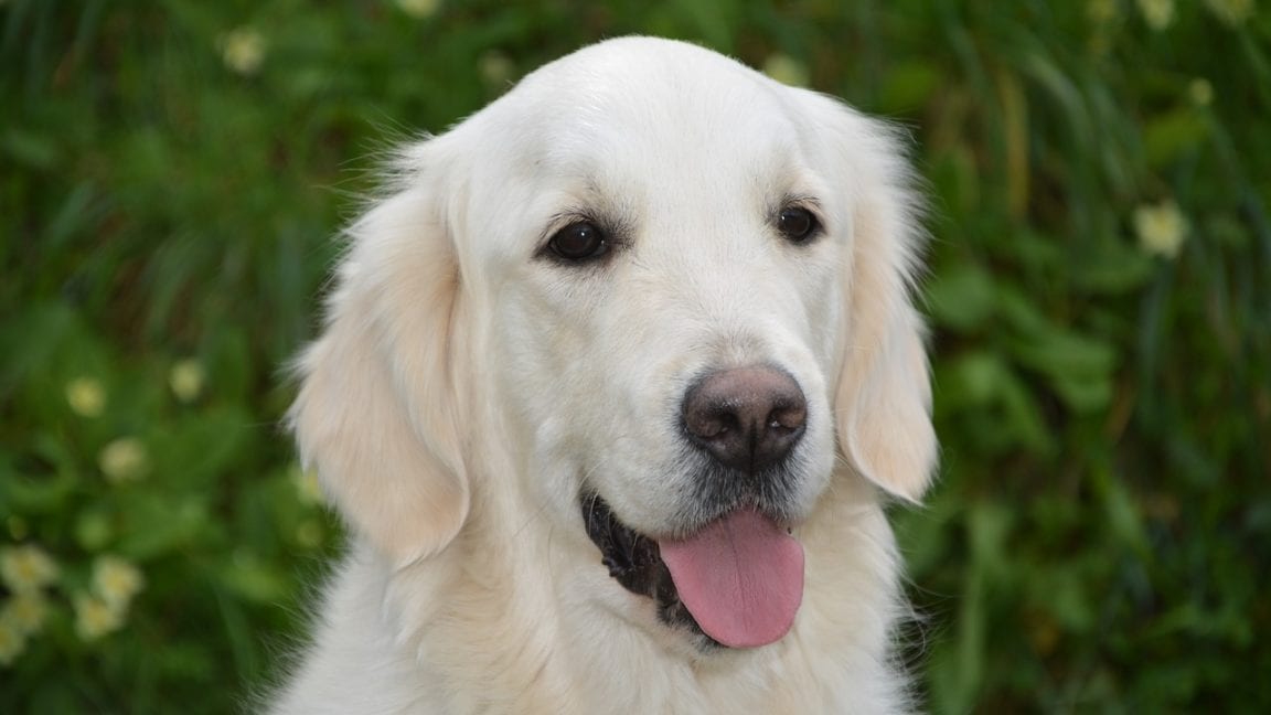 Where Do Golden Retrievers Come From? Golden Retriever Club