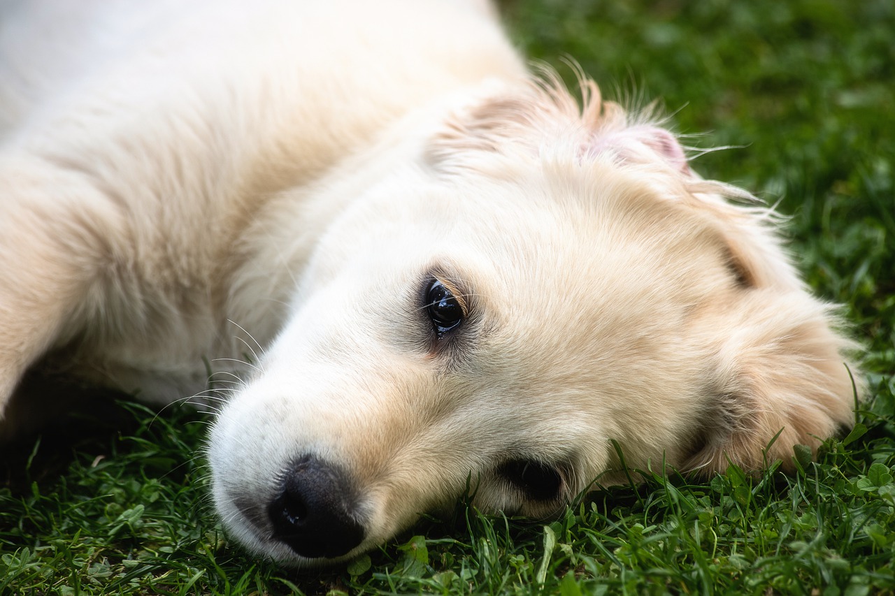 What Can I Give My Dog For Pain Relief?
