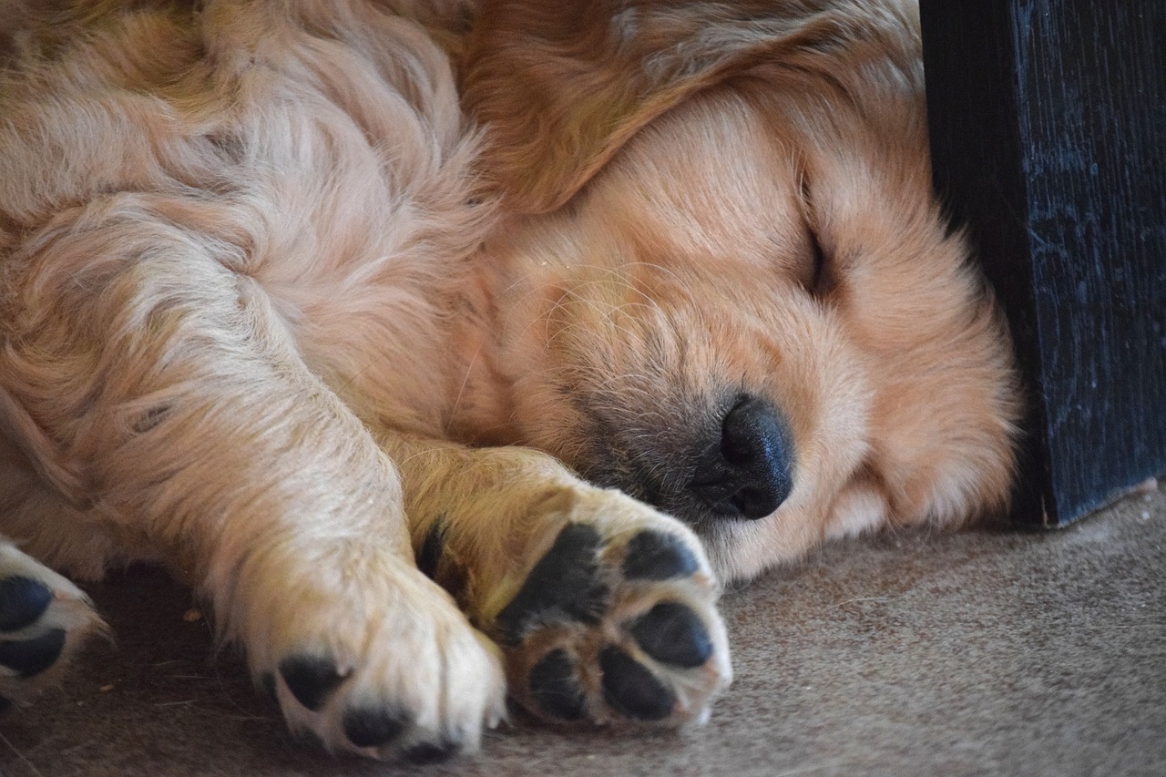 How Many Hours Of Sleep Do Dogs Need