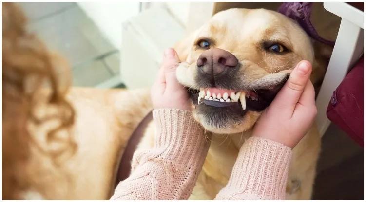 Golden retriever owner trying to count how many teeth do dogs have