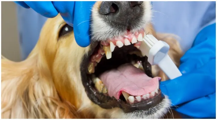 Golden retriever at the dentist while he’s checking how many teeth do dogs have