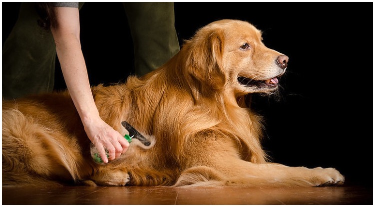 Golden retriever being groomed by it’s owner who is learning about how to groom a dog