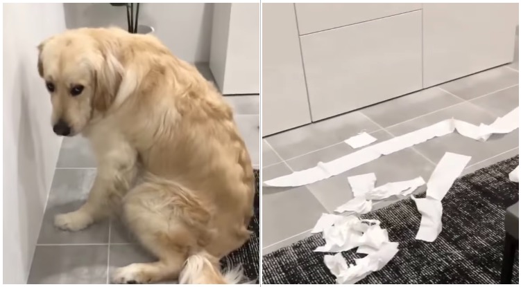 Golden retriever feels guilty after he destroyed a roll of toilet paper