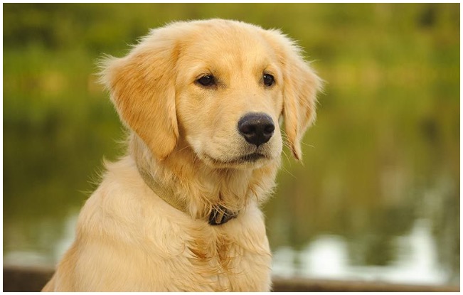 Golden retriever puppy standing while his owner wonders why do dogs shake