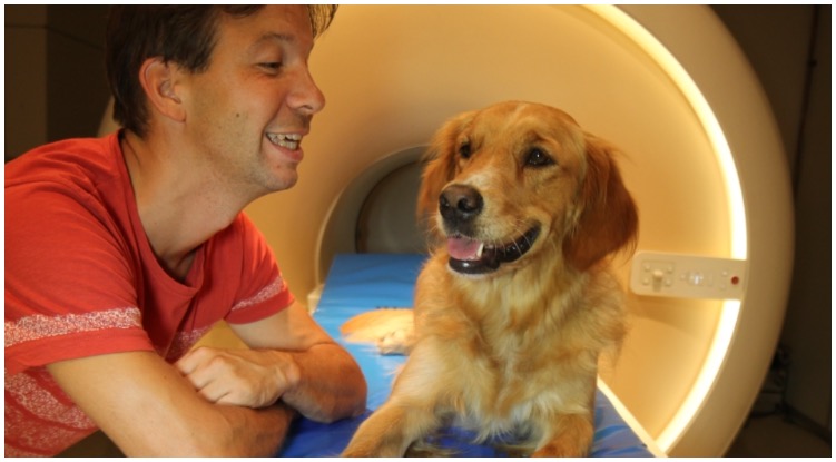 Golden retriever doing a brain scan trying to answer the question: Are cats smarter than dogs?