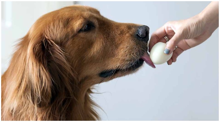 Golden retriever eating a cooked egg out of his owner’s hand