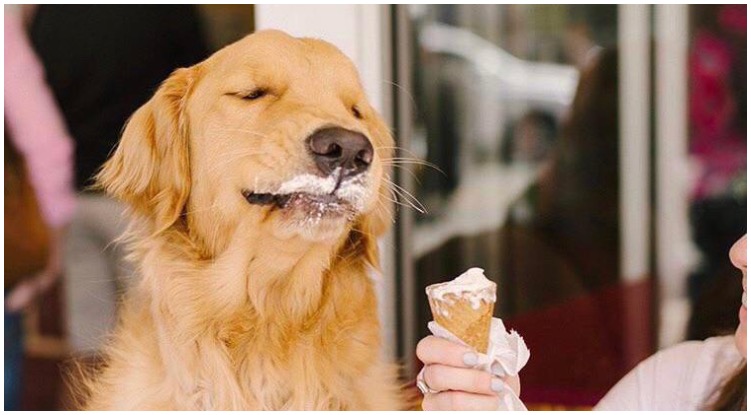 Golden retriever owner sharing a cone of ice cream with his dog