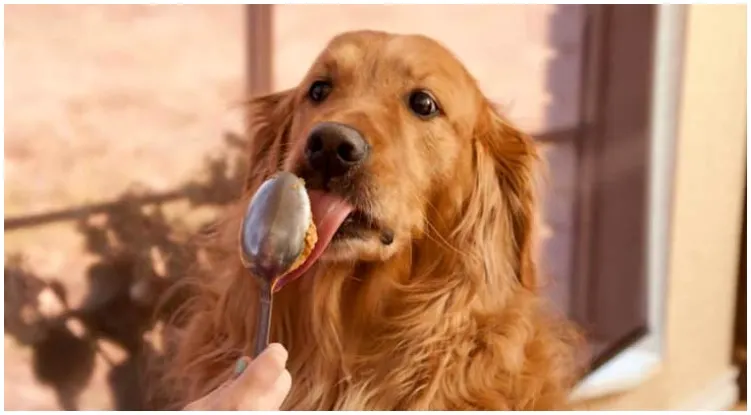 Golden retriever eating his favorite treat, peanut butter, from a spoon