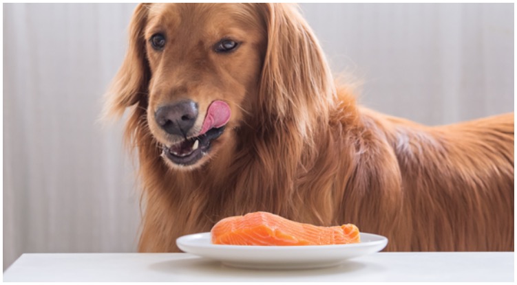 Golden retriever standing next to a plate with salmon 