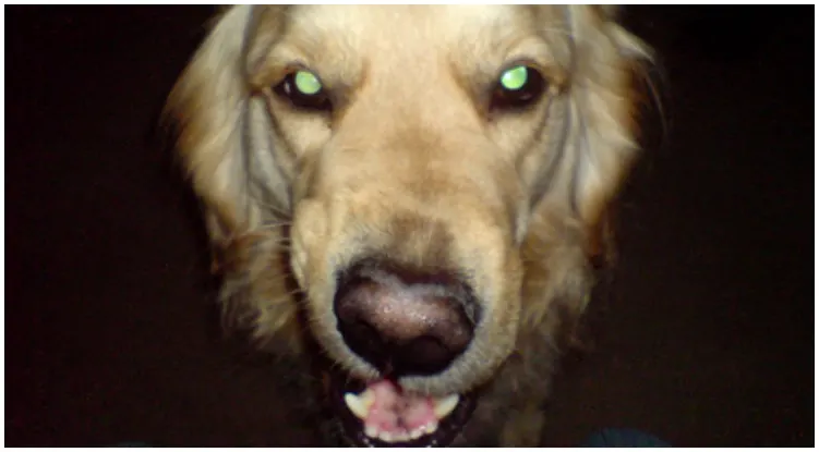 Golden retriever’s eyes glowing in the dark in a greenish color