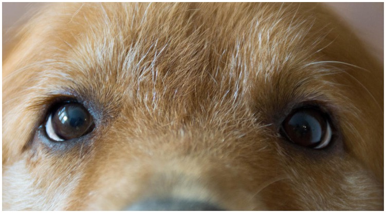 Golden retriever owner photographed it’s dog’s eyes while wondering are dogs color blind