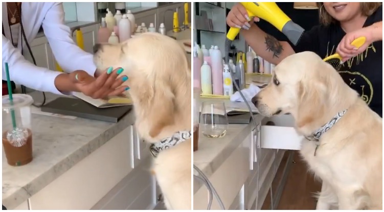 Golden retriever getting a blow-dry at the salon