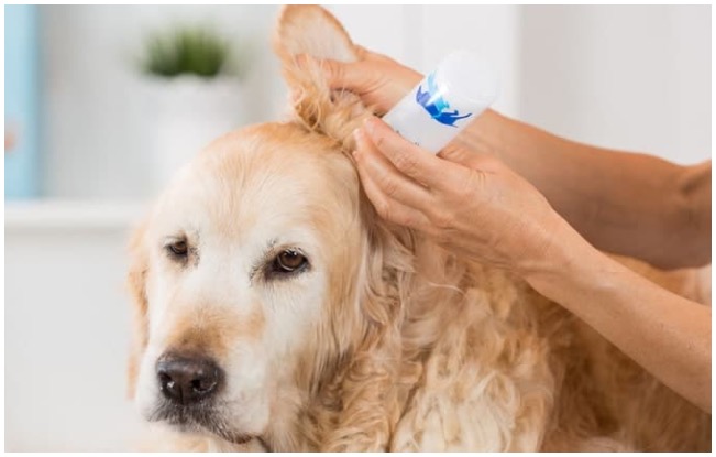 Golden retriever owner learning how to clean dog ears 